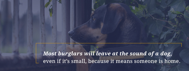 Most burglars can be scared off by the sounds of a dog at home.